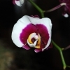Phalaenopsis Ever Spring Light